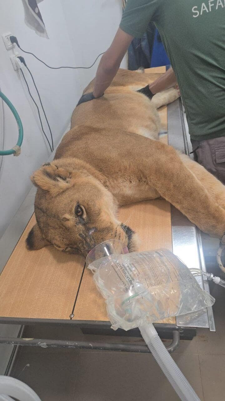 טיפול שיניים ללביאה בבית החולים לחיות בר בספארי
