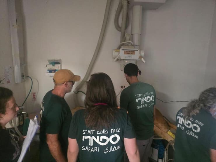 טיפול שיניים ללביאה בבית החולים לחיות בר בספארי