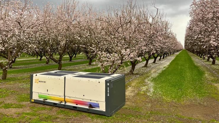 הכוורת של ביווייז