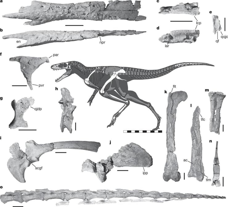 האנטומיה ומאובניו של ח'אנחולו מונגוליאנסיס, האב הקדמון של הטירנוזאורוס רקס