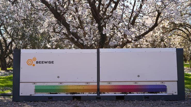 הכוורת של ביווייז