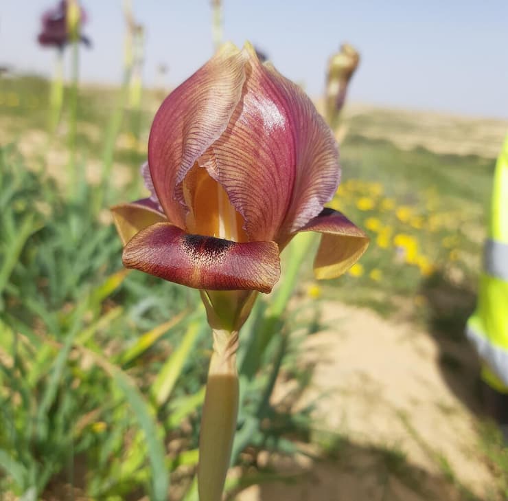 אירוס הירוחם כתמתם