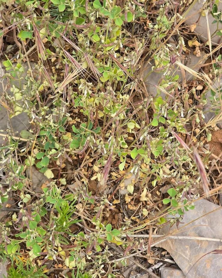 גרגרנית משונצת