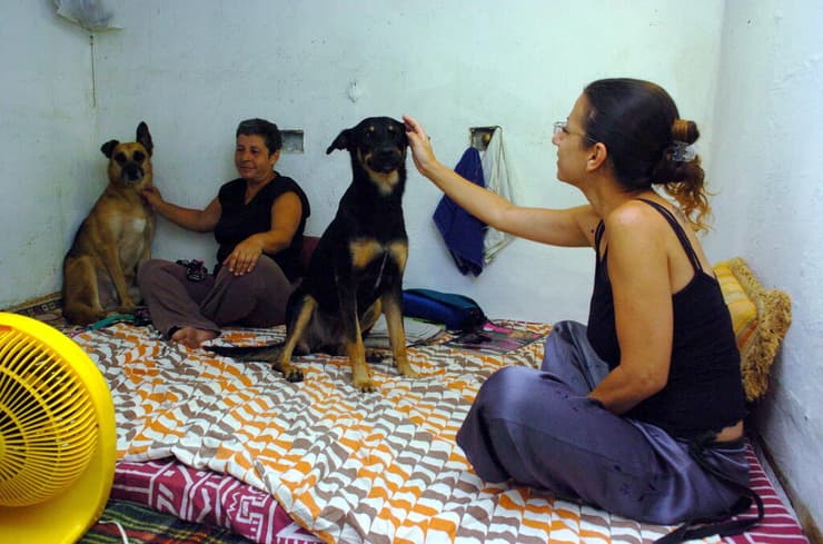 כניסה עם כלבים למרחב המוגן