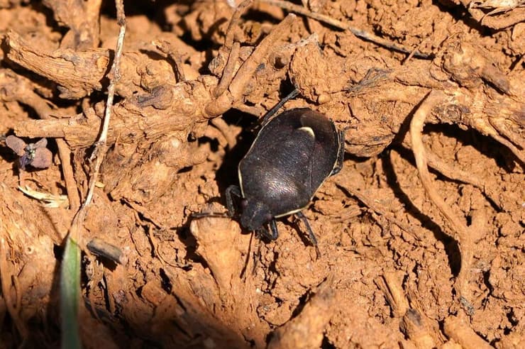 הפשפש שנפוץ באיראן