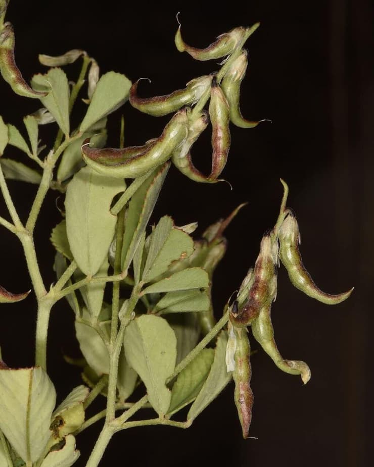 גרגרנית משונצת