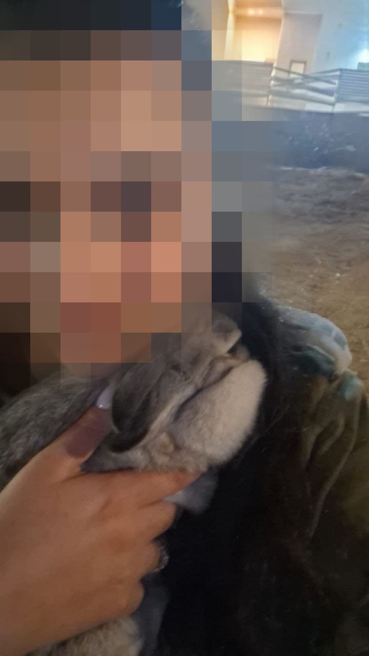 סרן ב' עם ארנבונית שחולצה. החיה הוחזרה לבעליה, ילדה בת תשע בשם רות