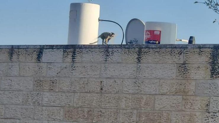 קוף הסנאי שברח מגן החיות התנ"כי בירושלים (צילום: שימוש לפי סעיף 27א לחוק זכויות יוצרים) קוף הסנאי שברח מגן החיות התנ"כי בירושלים
