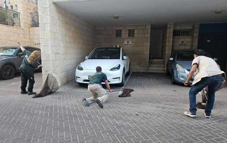 המטפלים נתי כהן, בנימין פיינסוד ונועה דנין בפעולה, משדלים את ג'ורג' לצאת אליהם (צילום: רייצ'ל ריסבי-רז) המטפלים נתי כהן, בנימין פיינסוד ונועה דנין בפעולה, משדלים את ג'ורג', קוף הסנאי שברח מגן החיות התנ"כי בירושלים, לצאת אליהם