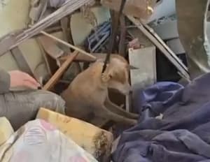 חילוץ הכלב צביקה (צילום: עיריית ראשון לציון) חילוץ הכלב צביקה