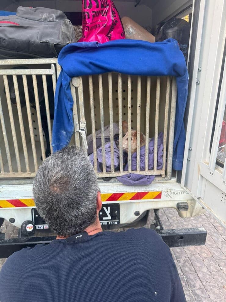 הכלב צביקה ברכב של העירייה (צילום: עיריית ראשון לציון) הכלב צביקה ברכב של העירייה