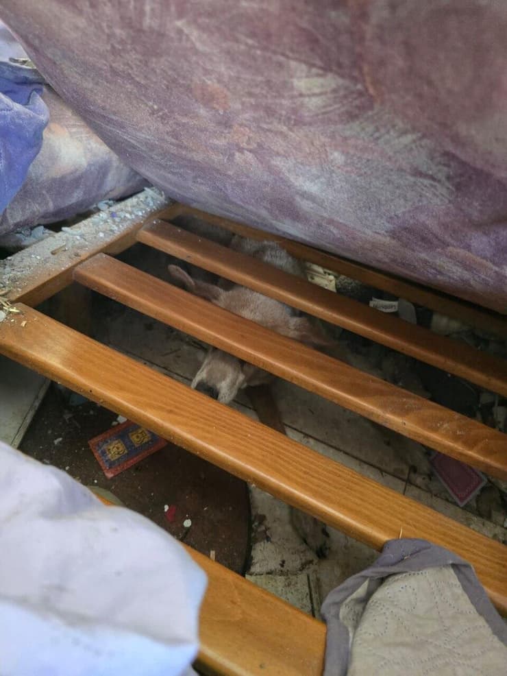 הכלב צביקה בין ההריסות (צילום: עיריית ראשון לציון) הכלב צביקה בין ההריסות