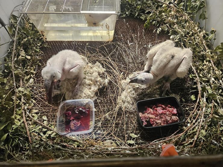 גוזלים בחי בר בכרמל (צילום: רשות הטבע והגנים) גוזלים בחי בר בכרמל