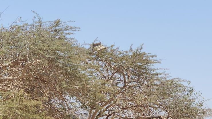 שברי יירוט על עץ (צילום: לירון אזרן, רשות הטבע והגנים) שברי יירוט על עץ