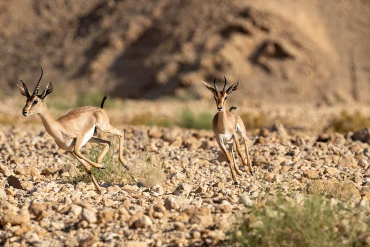 צבאים בערבה (צילום: גולן רידר, רשות הטבע והגנים) צבאים בערבה