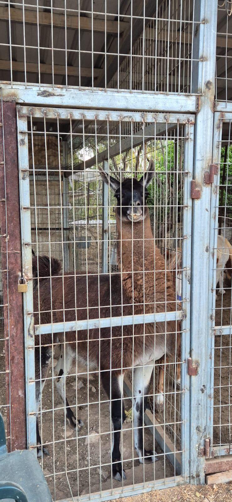 למה במתחם בבית סירא