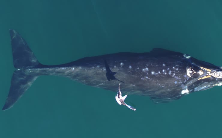 גור של לוויתן אובלנה דרומית עם פצעי ניקור על גבו, ולצידו שחף דומיניקני 