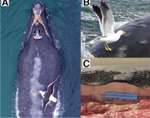 שחפים תוקפים לוויתנים