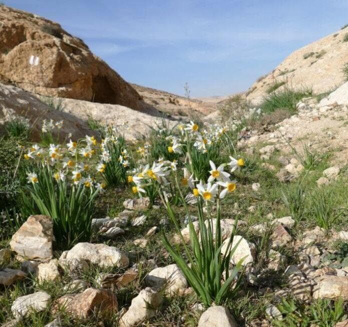 אזור התוכנית