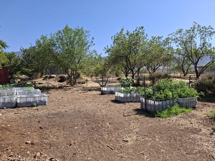 יש ערוגות אישיות וגם משותפות. הגינה בשניר