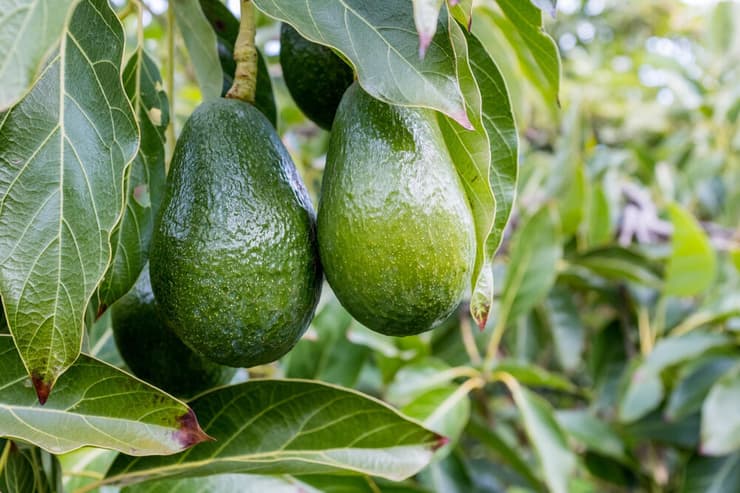 אבוקדו האס, זן האבוקדו הנפוץ בעולם