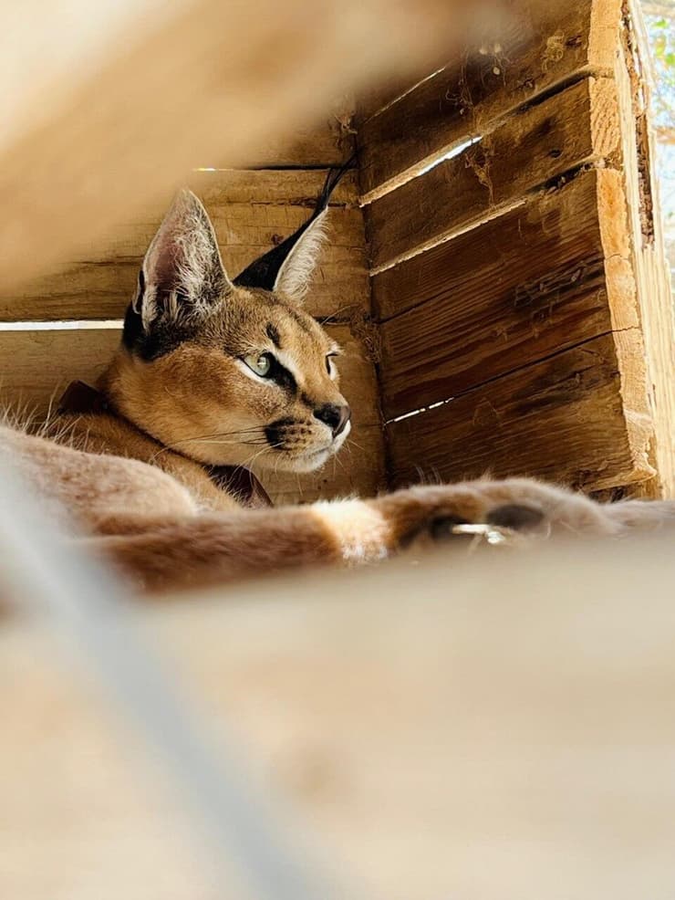 הקרקלית תוחזר לטבע בעוד כמה חודשים