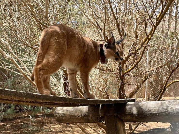 הקרקלית בחי-בר