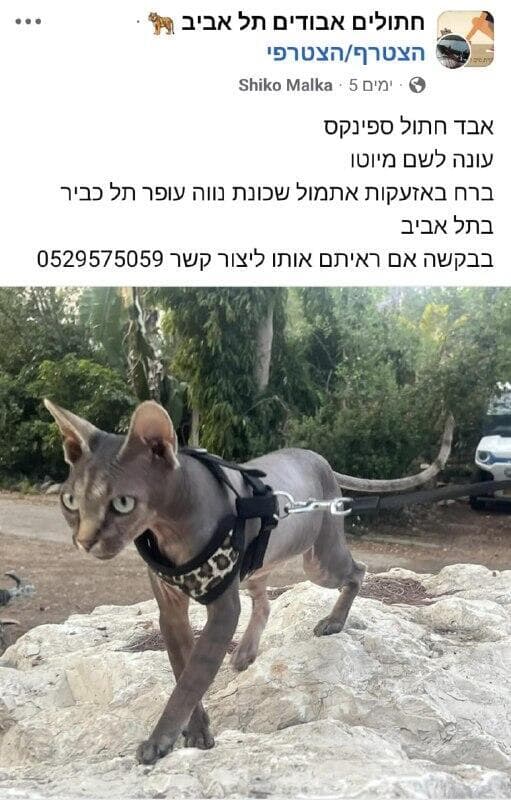 חתול הספינקס מיוטו שעדיין נעדר