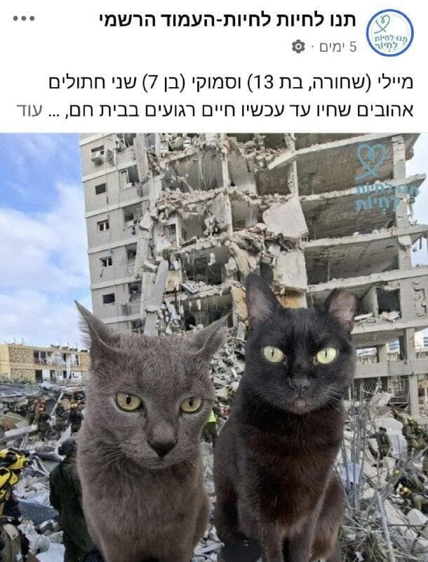 מיילי וסמוקי עדיין נעדרים