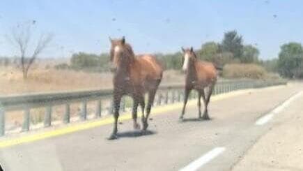 סוסים דוהרים משוחררים בכביש