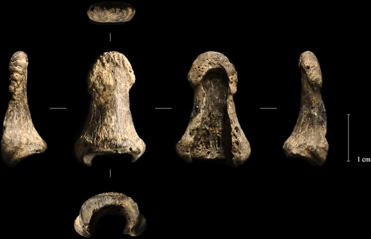 מאובני האצבע האנושית שהתגלו במערת אובלזובה שבדרום פולין (צילום: Talamo et al., 2025, PLoS ONE, CC-BY 4.0) מאובני האצבע האנושית שהתגלו במערת אובלזובה שבדרום פולין