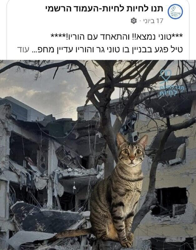 החתול טוני שנמצא 