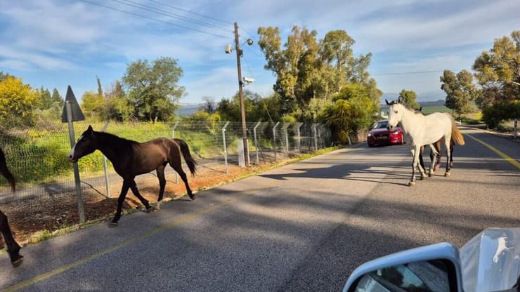 סוסים דוהרים משוחררים בכביש