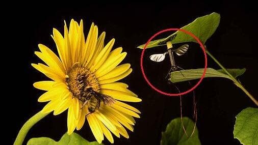 בעיגול: הרחפן-יתוש של אונ' הארוורד, לצד דבורים אמיתיות (Harvard Microrobotics Lab) בעיגול: הרחפן-יתוש של אונ' הארוורד, לצד דבורים אמיתיות