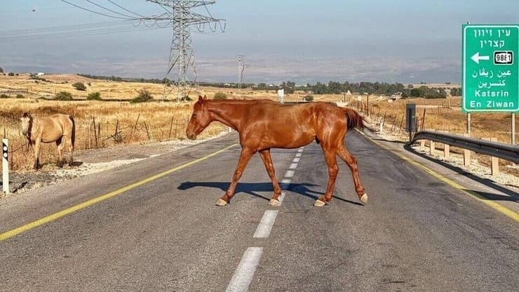 סוסים דוהרים משוחררים בכביש