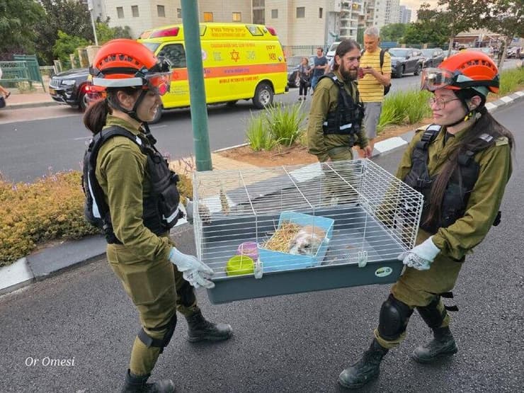 חילוץ ארבנת מהזירה בפתח תקווה