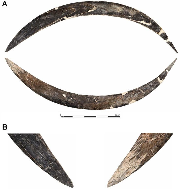 הבומרנג מחט שנהב של ממותה, שהתגלה בחפירות במערת אובלזובה שבדרום פולין (צילום: Talamo et al., 2025, PLoS ONE, CC-BY 4.0) הבומרנג מחט שנהב של ממותה, שהתגלה בחפירות במערת אובלזובה שבדרום פולין
