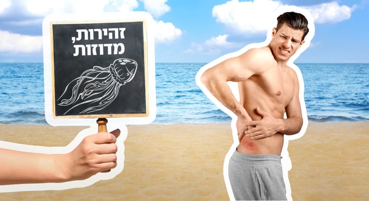 מדוזה, מדוזות