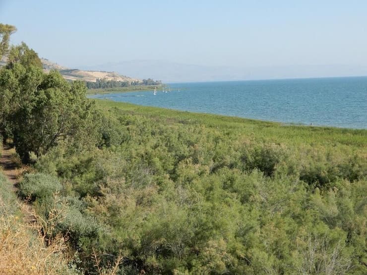 יער אשלים, בית ירח. בחזית הגובלת במים, צומח קנה