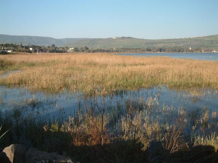 קנה באזור גינוסר בכינרת