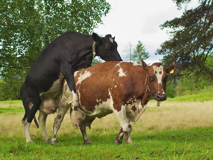 התנהגות הומוסקסואלית מוכרת מיותר מ-1,500 מינים, כולל לפחות 251 מיני יונקים. פרה מיוחמת עולה על פרה אחרת (צילום: Ernst Vikne/Wikipedia) פרה מיוחמת עולה על פרה אחרת