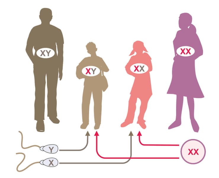 ברוב המקרים לנקבות יונקים יש זוג כרומוזומי X ולזכרים כרומוזום X ו-Y, כרומוזום ה-X של הזכרים מגיע מהאמא. משפחה עם אמא וילדה XX ואבא וילד XY (איור: Soleil Nordic/Shutterstock) משפחה עם אימא וילדה XX ואבא וילד XY