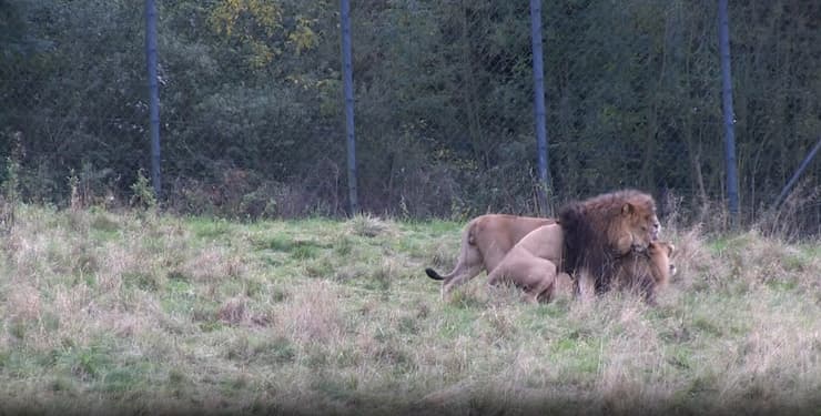 אריות זכרים מזדווגים (צילום: Frank Vincentz/Wikipedia) אריות זכרים מזדווגים