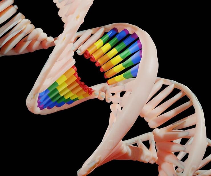 מודל תלת ממד של הסליל הכפול, עם גן בצבעי גאווה (איור: Love Employee/Shutterstock) מודל תלת ממד של הסליל הכפול, עם גן בצבעי גאווה