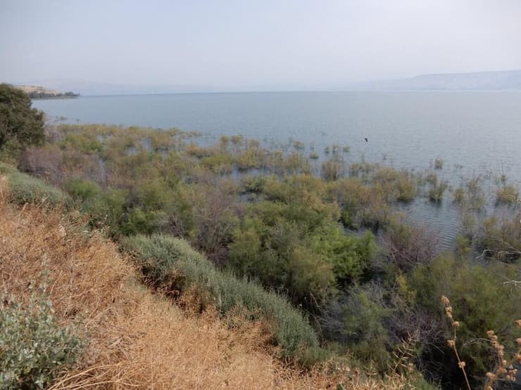 בית ירח. בעקבות מפלסים גבוהים הקנה שהוצף נעלם והאשלים בדעיכה (צילום: פרופ' אביטל גזית) בית ירח. בעקבות מפלסים גבוהים הקנה שהוצף נעלם והאשלים בדעיכה