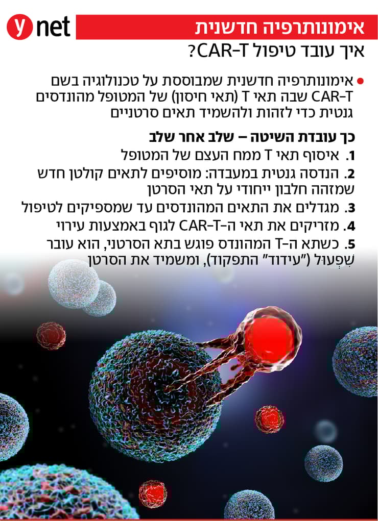 אינפו אימונותרפיה מסוג CAR-T (צילום: shutterstock) אינפו אימונותרפיה מסוג CAR-T