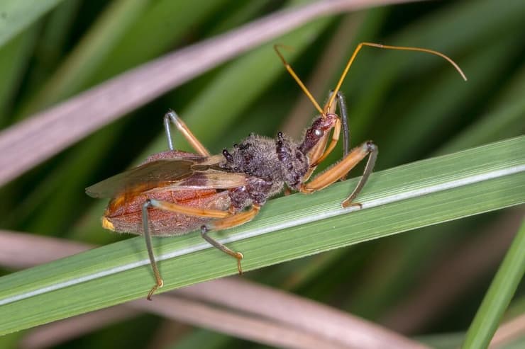 פשפש ממין Pristhesancus plagipennis