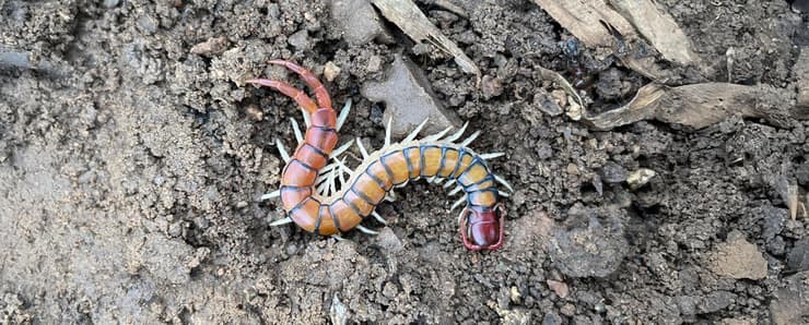 רבנדל ממין Scolopendra morsitans