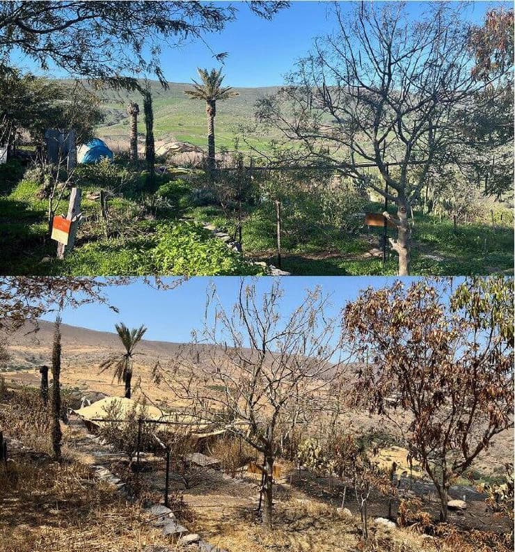 "אי של שפיות במציאות הכול כך מורכבת שלנו". "גן החיים" לפני (למעלה) ואחרי השריפה    