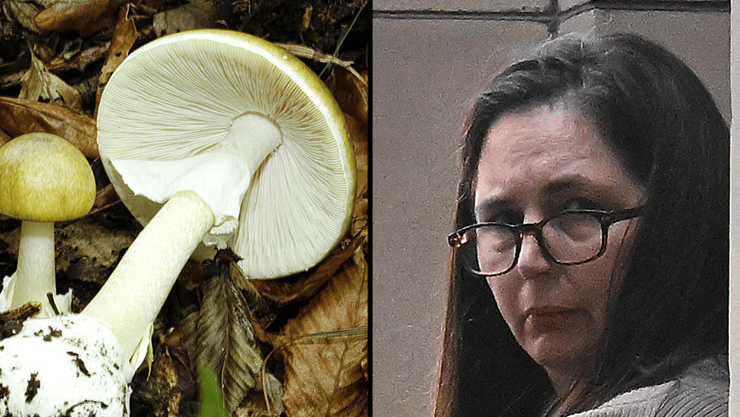 אמנית המוות Amanita phalloides פטרייה פטריות ארוחת ה מוות אוסטרליה